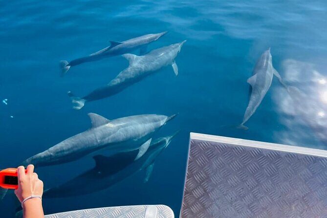 Half day Tahiti Peninsula and Teahupoo boat tour (shared boat) - Walk in the “Mape” Forest at Vaipoiri