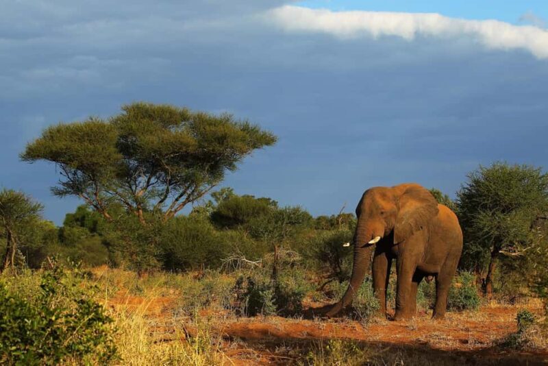 Half-day Tala Game Reserve & Lion Park Safari from Durban - Key Points