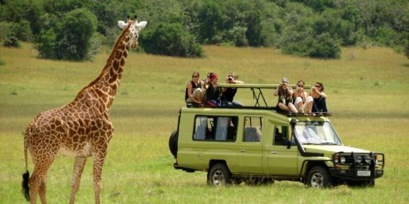 Half-day Tala Game Reserve & Lion Park Safari from Durban - FAQs