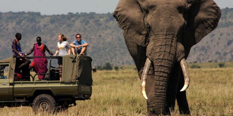 Half Day Tala Game Reserve & Natal Lion Park from Durban - An In-Depth Look at the Experience