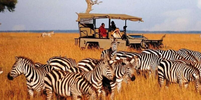 Half Day Tala Game Reserve & Natal Lion Park from Durban - The Bottom Line
