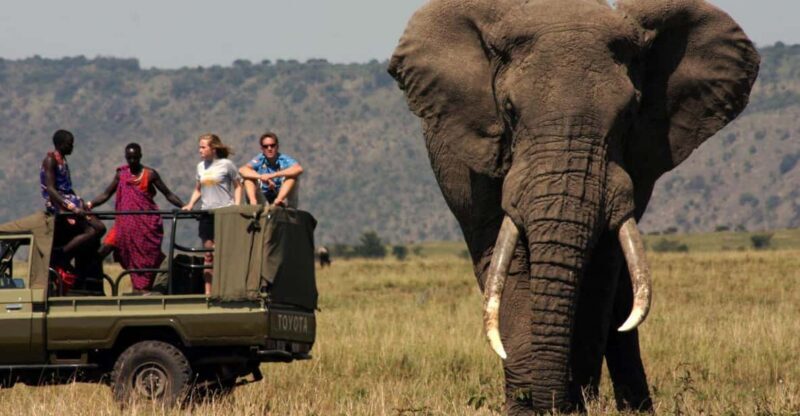 Half Day Tala Game Reserve & Natal Lion Park from Durban - How the Tour Unfolds: Step-by-Step