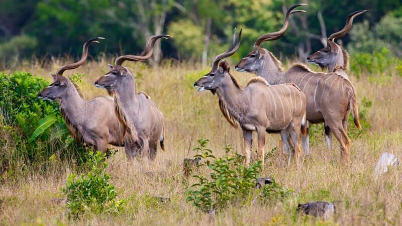 Half Day Tala Game Reserve & Natal Lion Park from Durban - Frequently Asked Questions
