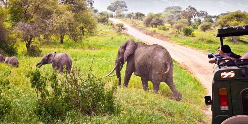 Half Day Tala Game Reserve & Natal Lion Park from Durban - Exploring the Tour: What You Can Expect