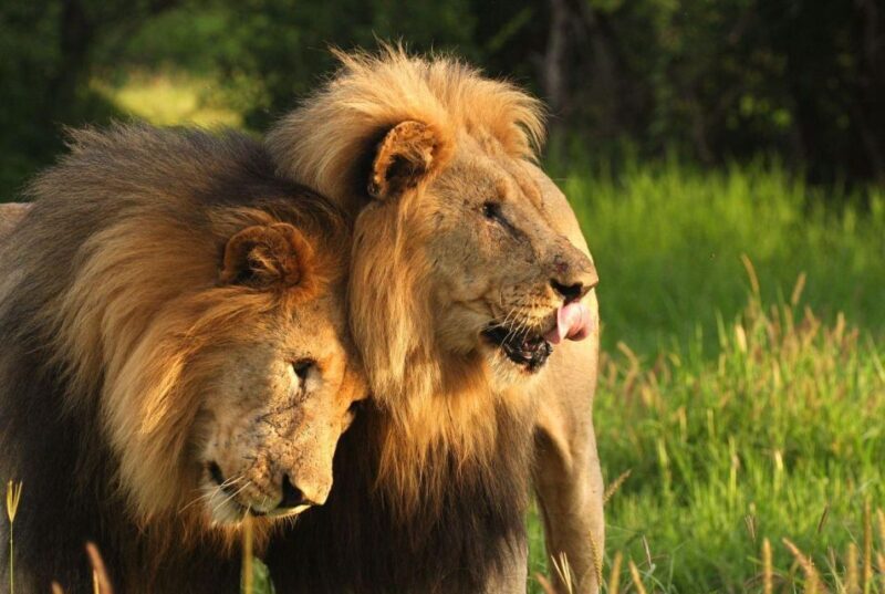 Half-Day Tala Game Reserve & Natal Lion Park from Durban - Exploring the Half-Day Tala Game Reserve & Natal Lion Park Tour from Durban
