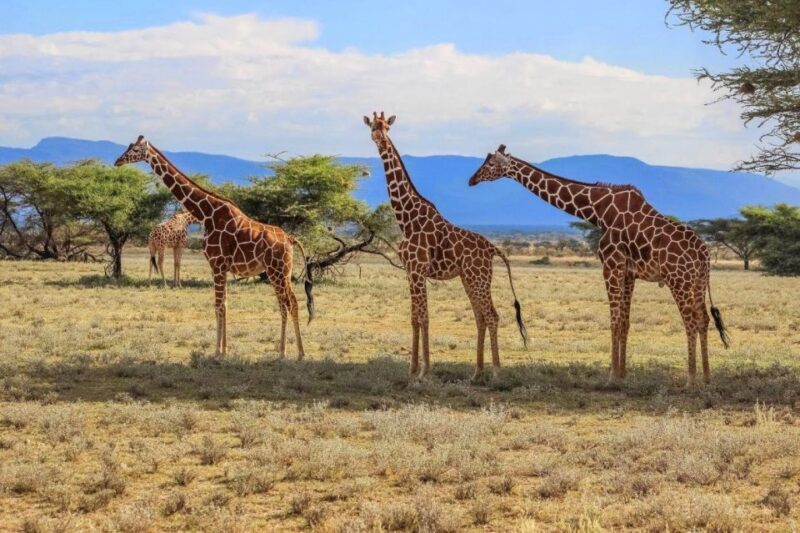 Half-Day Tala Game Reserve & Natal Lion Park from Durban - Key Points