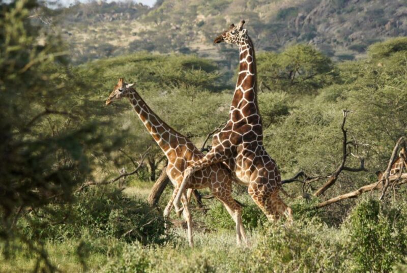 Half-Day Tala Game Reserve & Natal Lion Park from Durban - What We Loved About This Tour