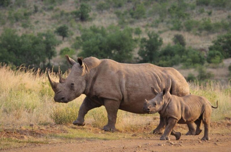 Half-Day Tala Game Reserve & Natal Lion Park from Durban - Who is This Tour Best For?