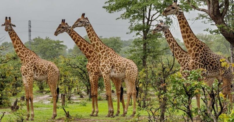 Half Day Tala Game Reserve & Natal Lion Pk Tour From Durban - Who Should Consider This Tour?