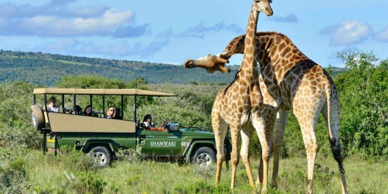 Half Day Tala Game Reserve & Phezulu Safari from Durban - Half Day Tala Game Reserve & Phezulu Safari from Durban