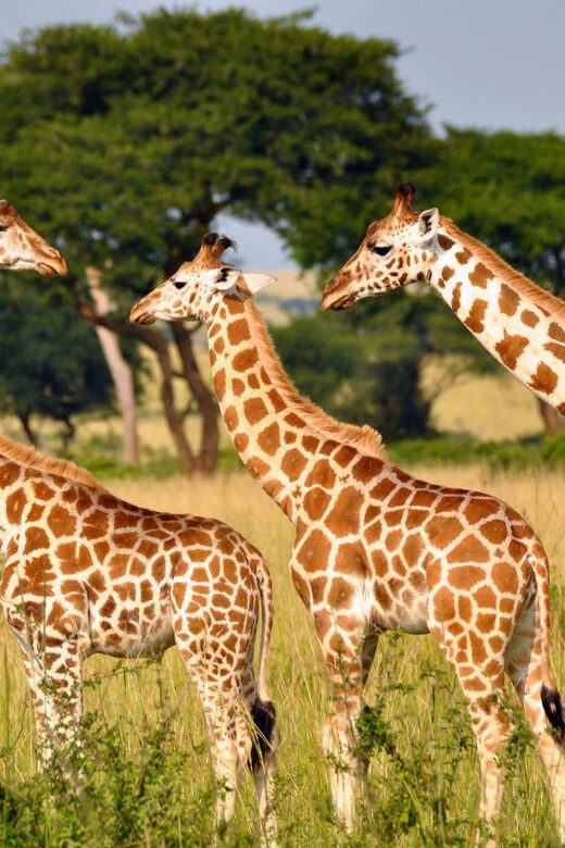 Half-Day Tala Game Reserve & Phezulu Safari Park from Durban - Introduction to the Experience