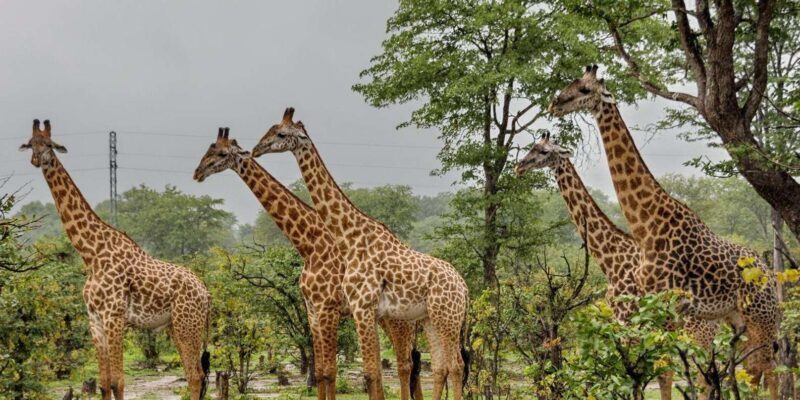 Half Day Tala Game Reserve + Phezulu Safari Park from Durban - Frequently Asked Questions