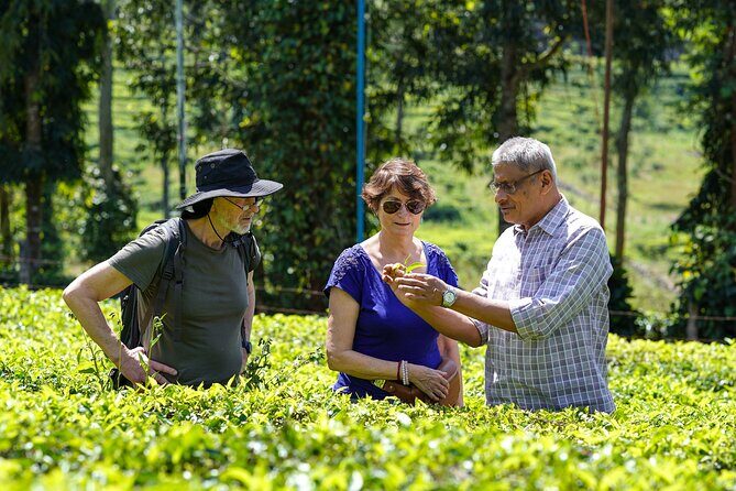 Half Day Thekkady Tea Trail Tour - A Closer Look at the Half Day Thekkady Tea Trail Tour