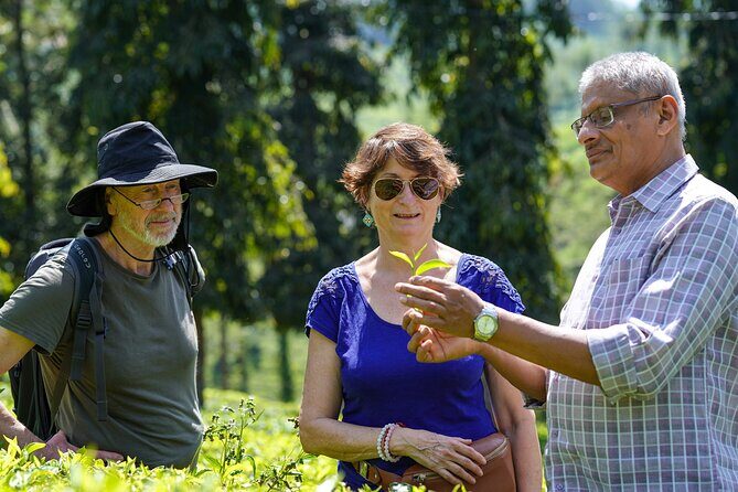 Half Day Thekkady Tea Trail Tour - The Authentic Experience Highlighted by Reviewers