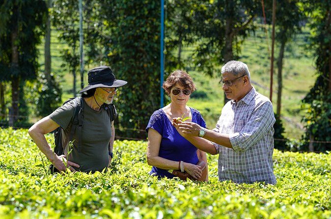 Half Day Thekkady Tea Trail Tour - Who Should Skip This Tour?