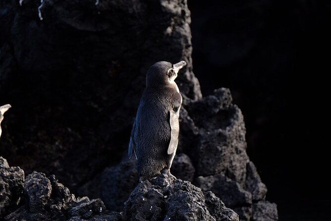 half-day-tintoreras-tour-from-isabela-island