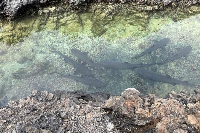 half-day-tintoreras-tour-from-isabela-island