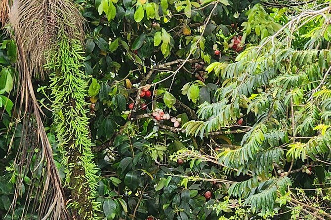 half-day-tobago-tours-with-transfers