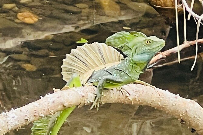 half-day-tortuguero-canal-cahuita-national-park-puerto-limon
