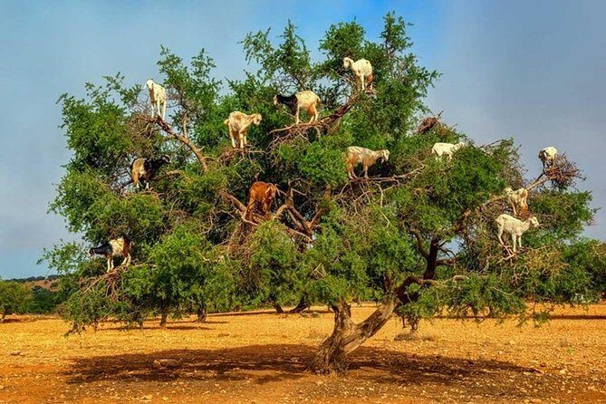 Half day tour : Agadir Goats in argan trees & Souk El Had Market - How the Tour Unfolds  