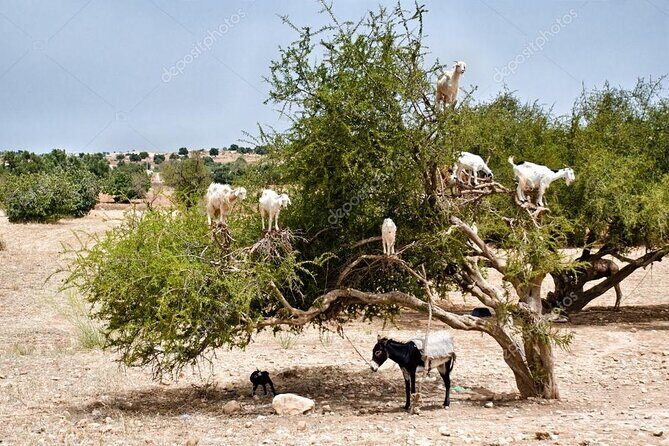 Half day tour : Agadir Goats in argan trees & Souk El Had Market - Final Thoughts  