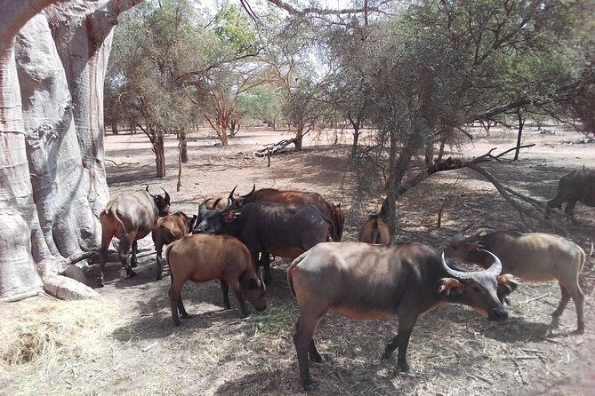 Half Day Tour :Bandia Animals Reserve - Key Points