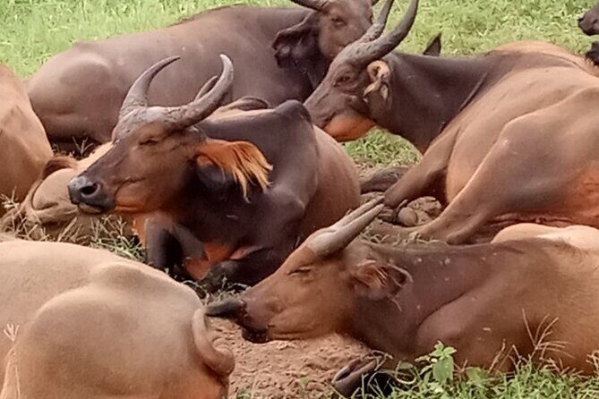 Half Day Tour :Bandia Animals Reserve - Exploring the Bandia Animals Reserve