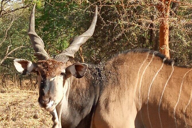 Half Day Tour :Bandia Animals Reserve - FAQ