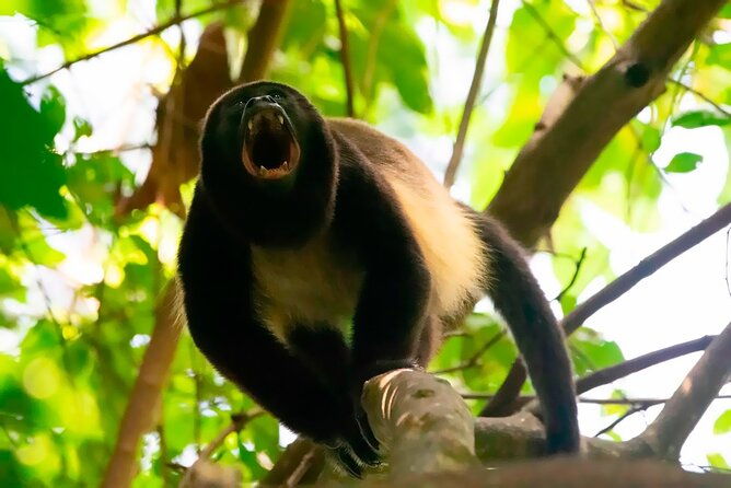 half-day-tour-churute-mangroves-and-bird-watching-from-guayaquil