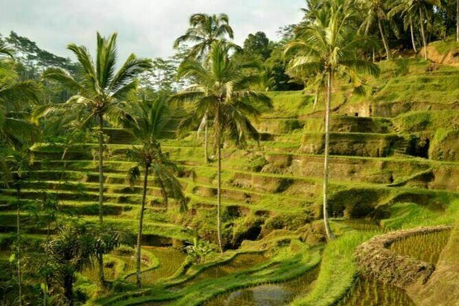 Half Day Tour: Discover Best of Ubud in 5 Hours - The Real Value of This Tour