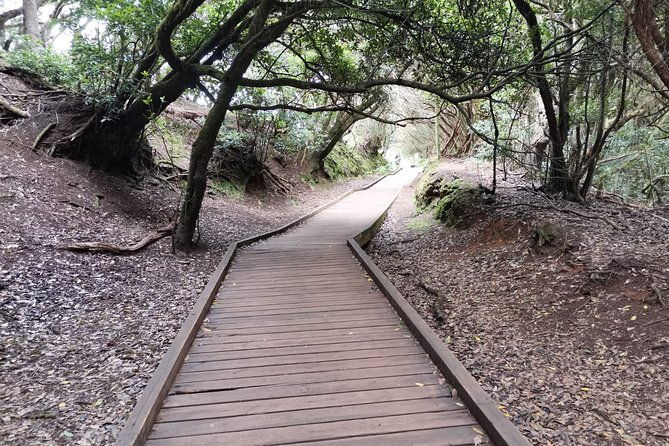 half-day-tour-discovering-anaga-tenerife