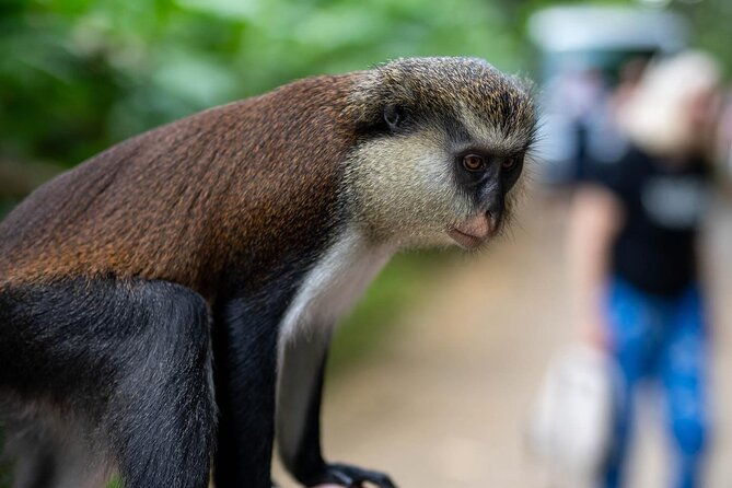 half-day-tour-grenada-seven-sisters-hike-and-grand-etang-lake
