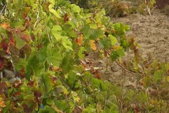 half-day-tour-in-cascais-sintra-with-brunch-and-wine-tasting