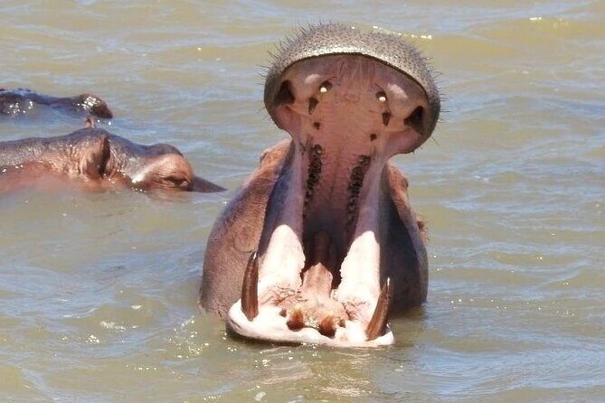 Half Day Tour in iSimangaliso Wetland Park - A Deep Dive into the Experience