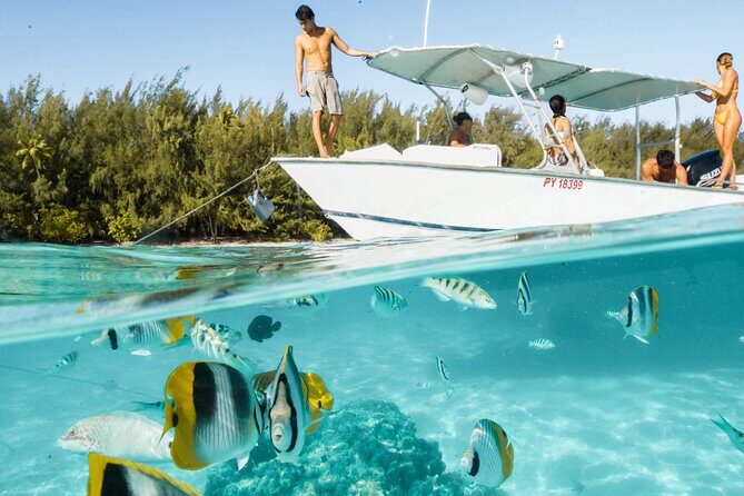 Half Day Tour lagoon discovery marine fauna flora small group - The Journey Begins: Cruising Moorea’s Coastline