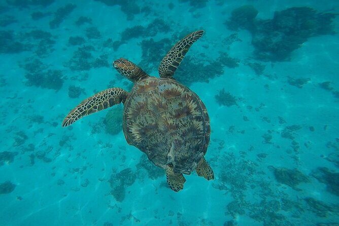 Half Day Tour lagoon discovery marine fauna flora small group - Practical Tips