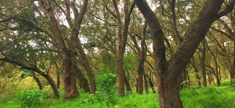 Half-day tour Maïdo with Mafate view in Réunion Island - Why Choose the Maïdo Half-Day Tour?
