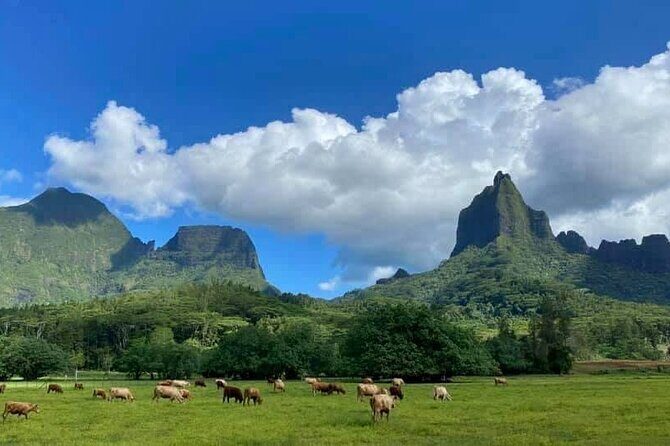 Half-Day Tour of Moorea Island in a Small Group - The Sum Up