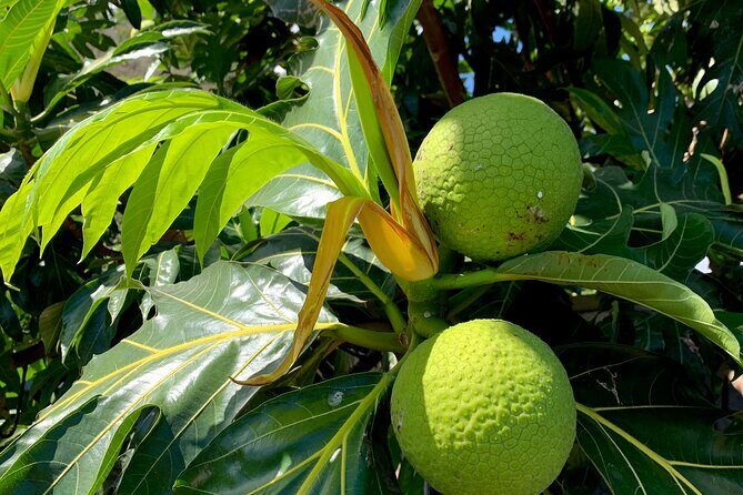 Half-Day Tour of Moorea Island in a Small Group - FAQs