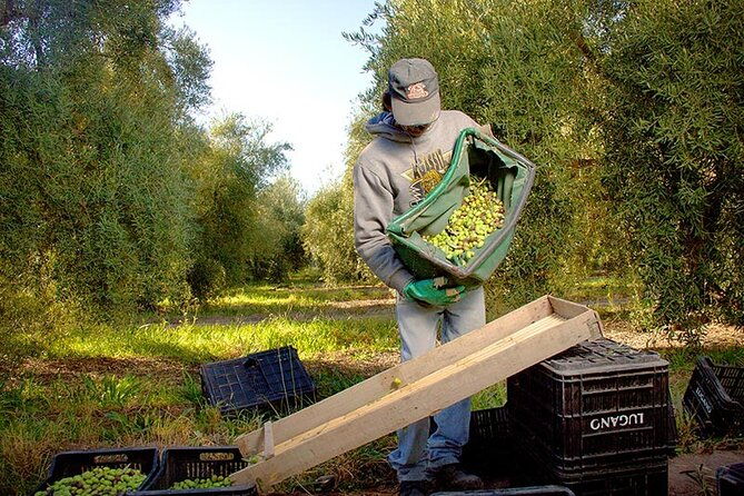 half-day-tour-of-wineries-and-olive-oil-with-lunch-from-mendoza