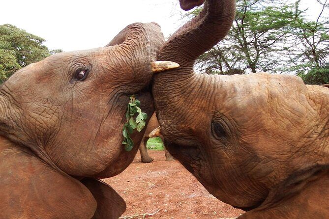 Half day tour to Elephant orphanage & Giraffe Centre Nairobi - A Closer Look at the Itinerary