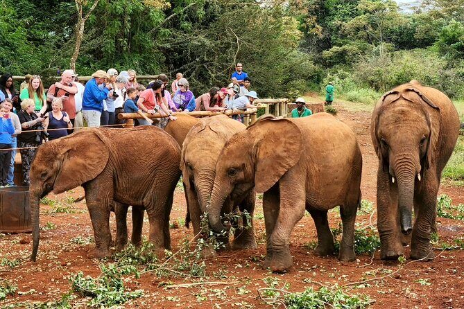 Half day tour to Elephant orphanage & Giraffe Centre Nairobi - Why This Tour Offers Great Value