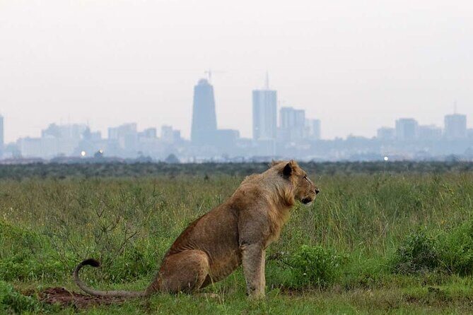Half Day Tour To Nairobi National Park and Giraffe Center - Transport and Logistics