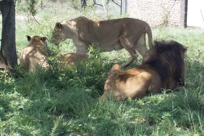 Half-Day Tour to Rhino And Lion Reserve in Krugersdorp - The Itinerary Breakdown: What to Expect