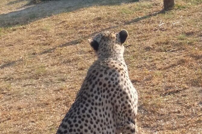 Half-Day Tour to Rhino And Lion Reserve in Krugersdorp - Final Thoughts: Who Will Love This Tour?
