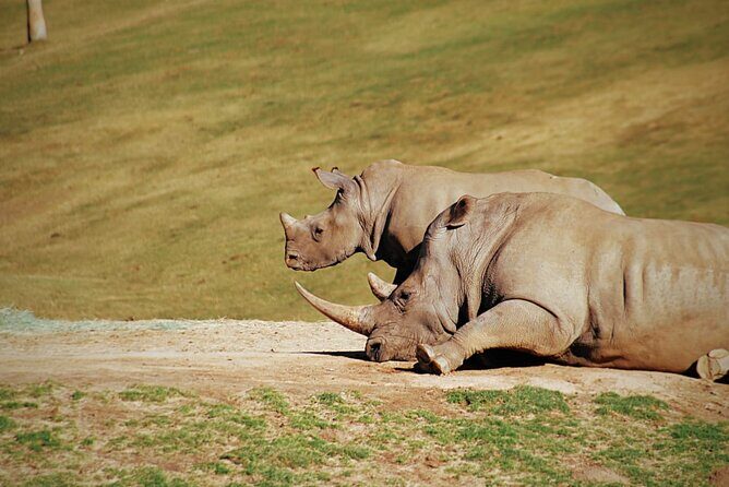 Half-Day Tour to Rhino And Lion Reserve in Krugersdorp - FAQ: Your Practical Questions Answered