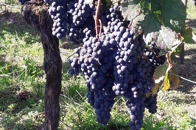 half-day-tour-to-saint-emilion-a-unesco-site-with-a-private-guide