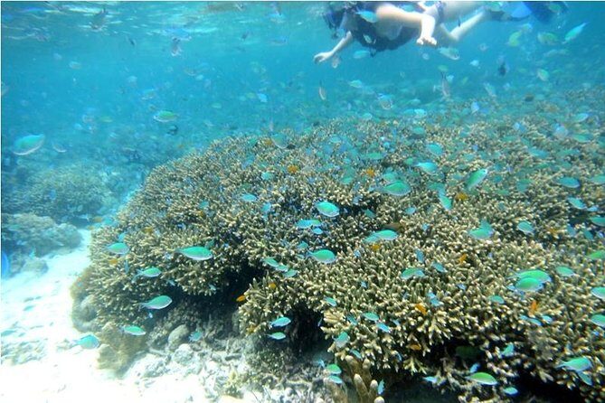 Half day tour with Snorkel at Sancturary and Sulpa island - The Experience in Detail