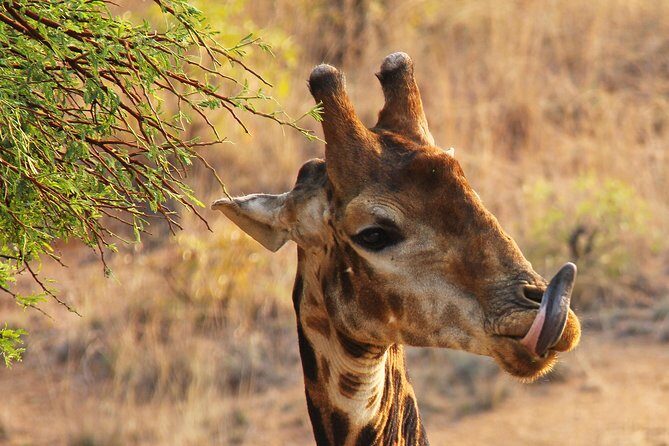 half Day TOURS/NAIROBI NATIONAL PARK/ELEPHANT & GIRAFFE CENTRE - The Sum Up: Who Will Love This Tour?