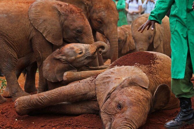 half Day TOURS/NAIROBI NATIONAL PARK/ELEPHANT & GIRAFFE CENTRE - FAQ